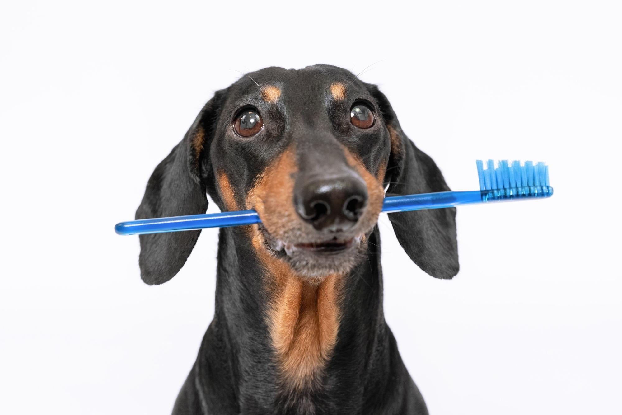 How To Clean Dogs' Teeth for a Healthy Mouth and Fresh Breath