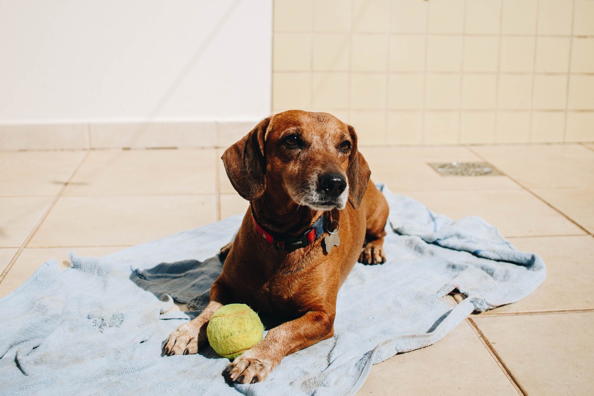 Heatstroke in Dogs: Causes, Symptoms, and Treatment