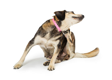 Best Solutions for Excessive Dog Itching