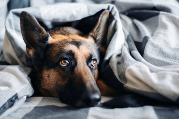 Dogs and Sleep: How to Help Your Pet Get Better Rest