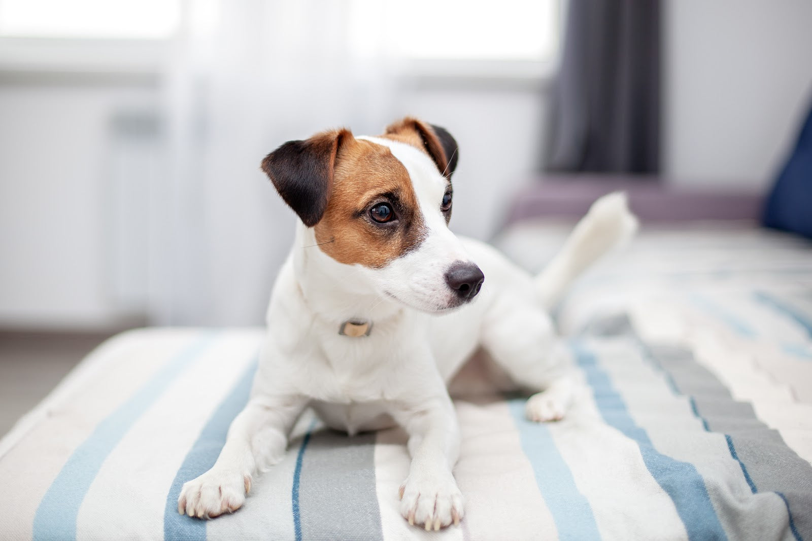 Mange in dogs: Jack Russell terrier on a bed