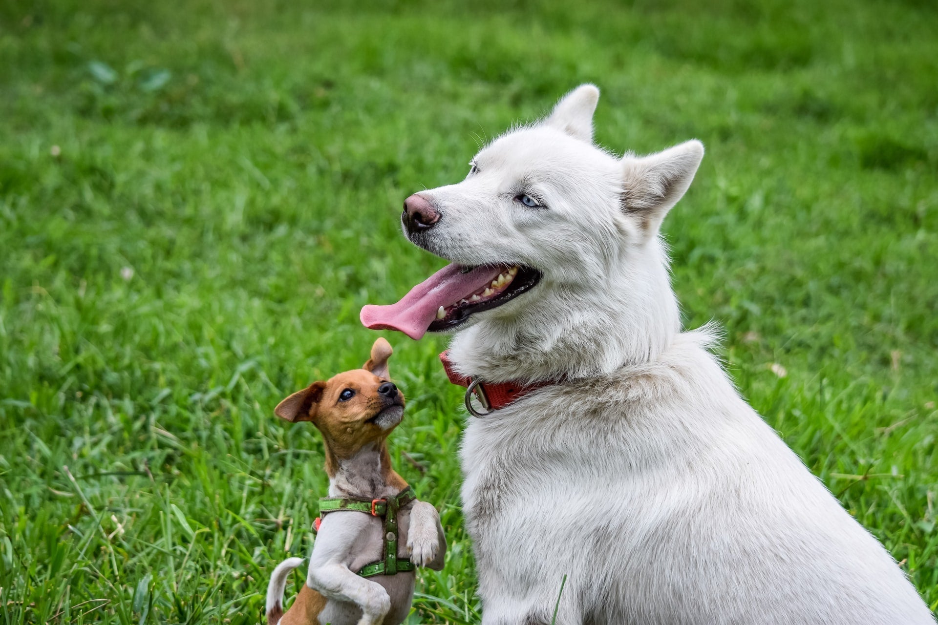 When is Your Dog Considered a Senior?