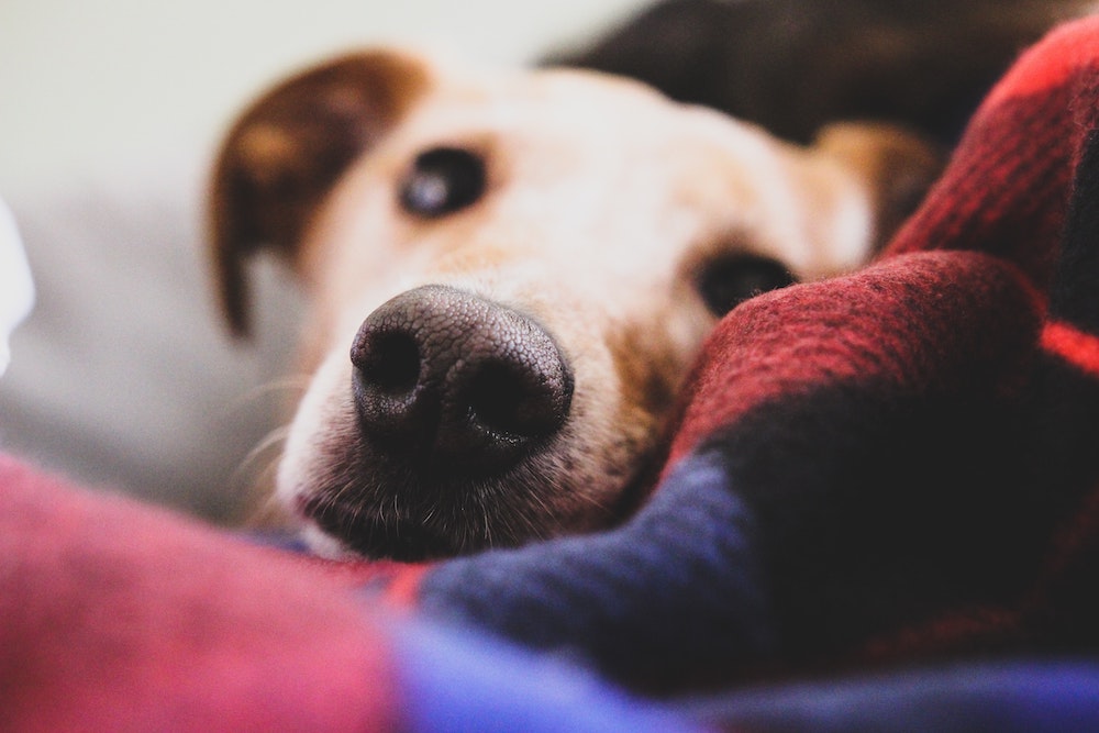 Advice From Dr. Lindsey: First Aid Kits for Dogs
