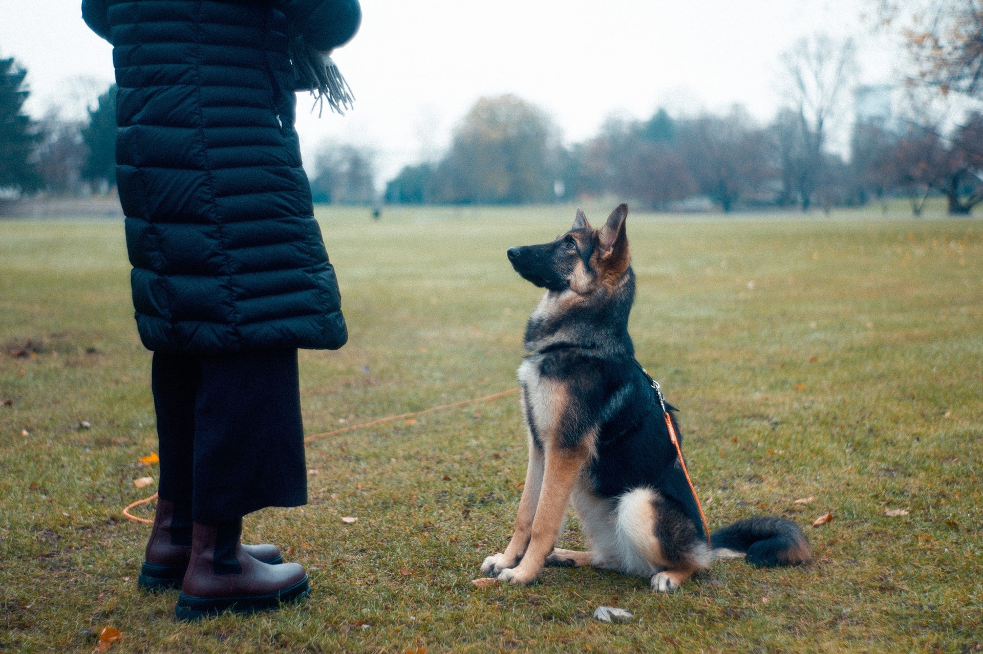 Tips for Training an Adult Dog