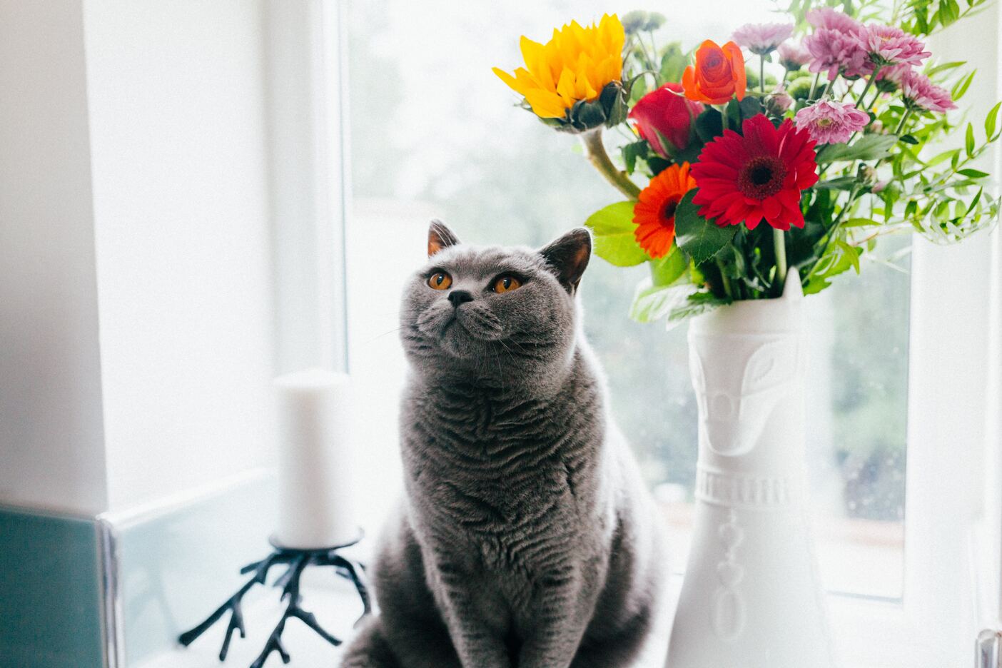 cat by flowers