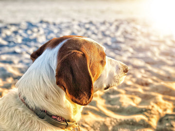 Do Dogs Need Sunscreen? Guide to Protecting Your Dog Against the Sun