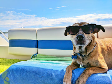 5 Hot Weather Safety Tips for Dogs