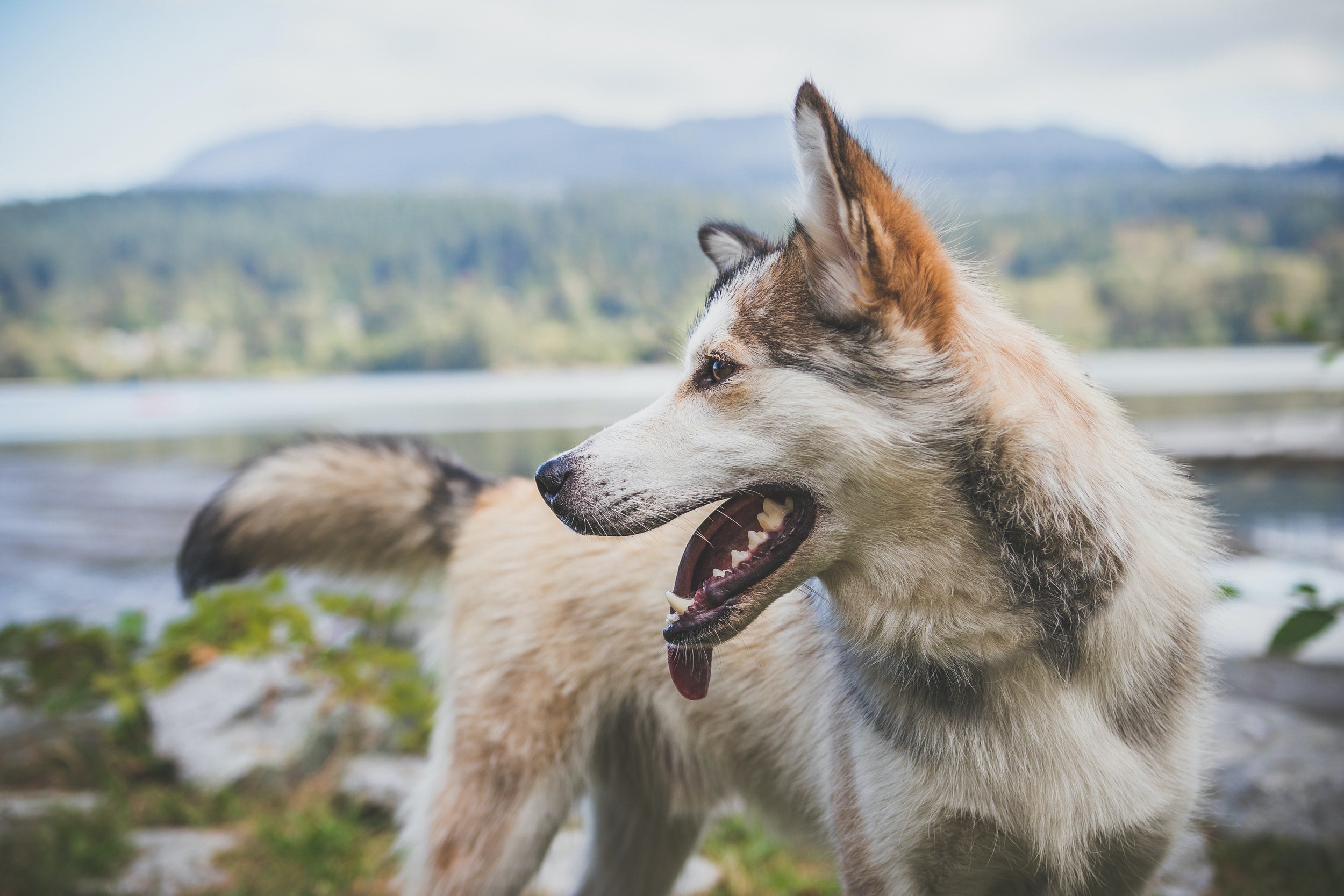 Why Do Dogs Pant?