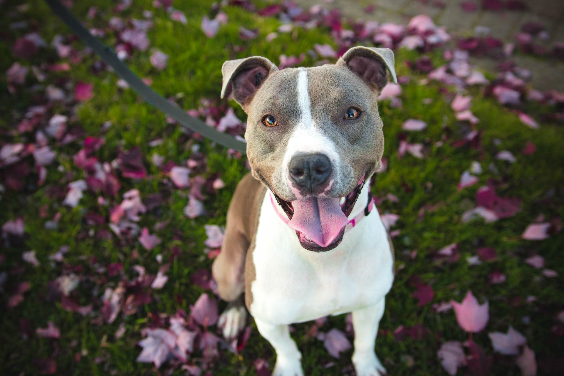 What is MSM for Dogs?