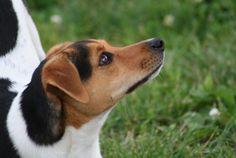 Green Beans For Dogs: Are They Safe?