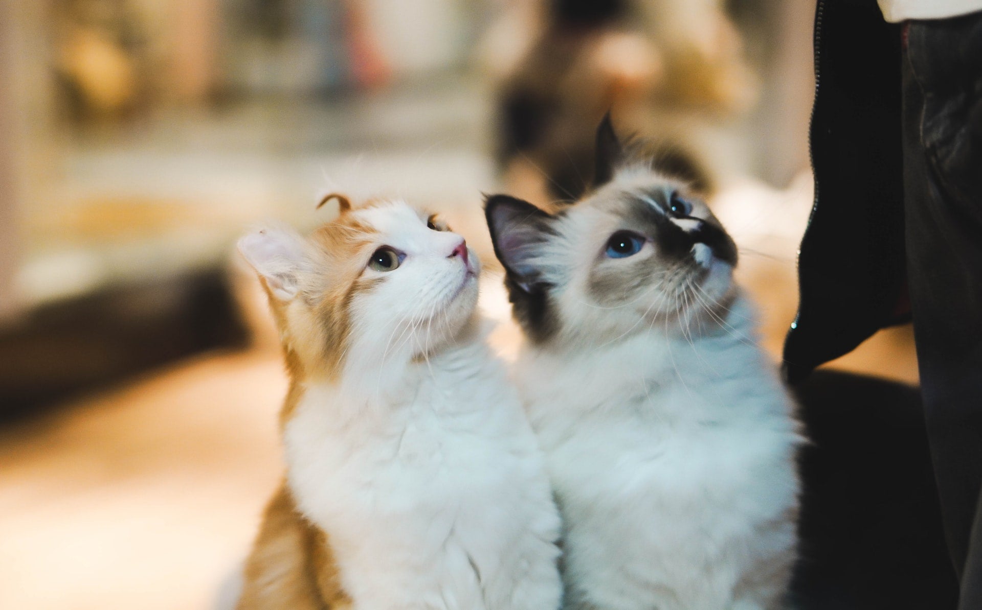 Cat Adoption: What to Know About Bonded Pairs