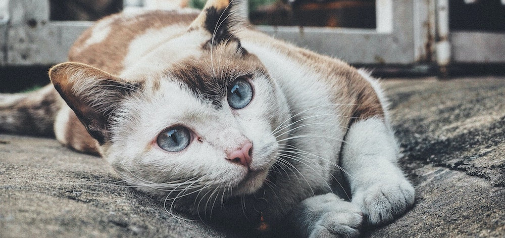 Advice From Dr. Lindsey: Obesity in Cats