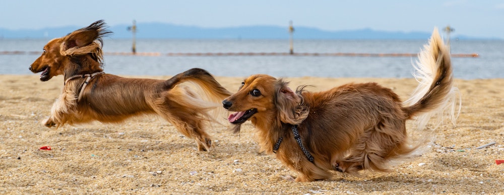 Advice From Dr. Lindsey: Keeping Your High Energy Dog Busy