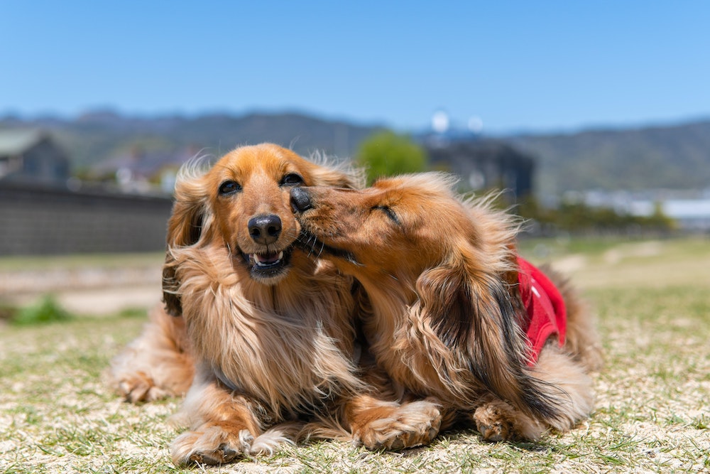 Why Do Dogs Lick You? A Closer Look A Dog Kisses