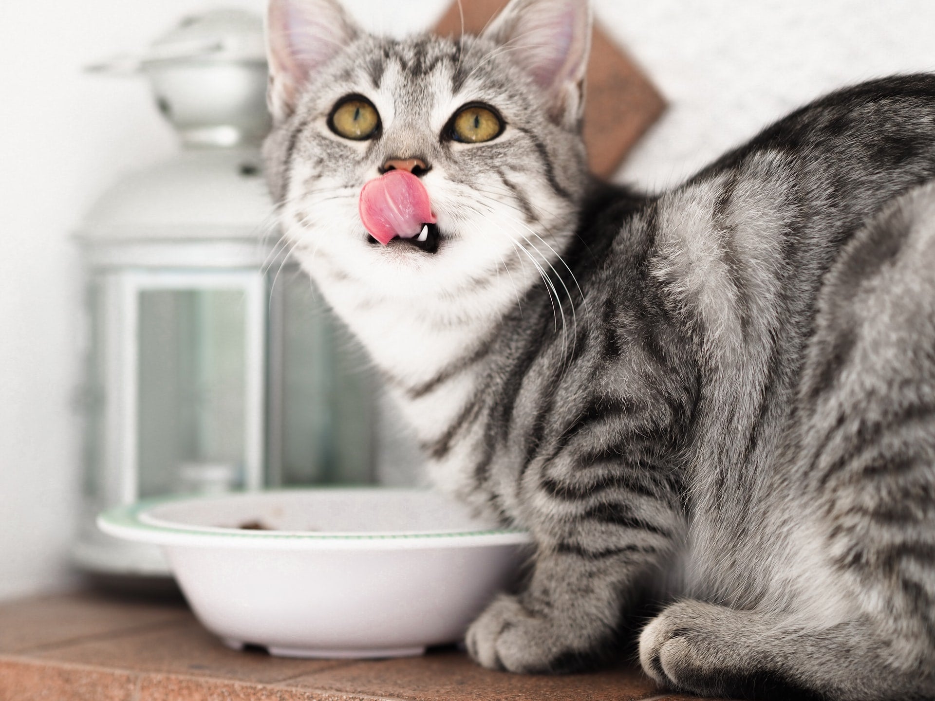 Gray cat eating from a white bowl, sticking tongue out