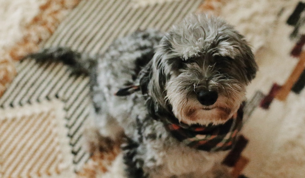 Soothing Products To Consider For Your Dog’s Itchy Skin