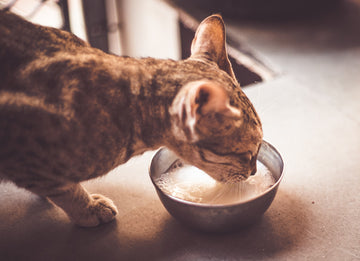 Can Cats Have Milk?