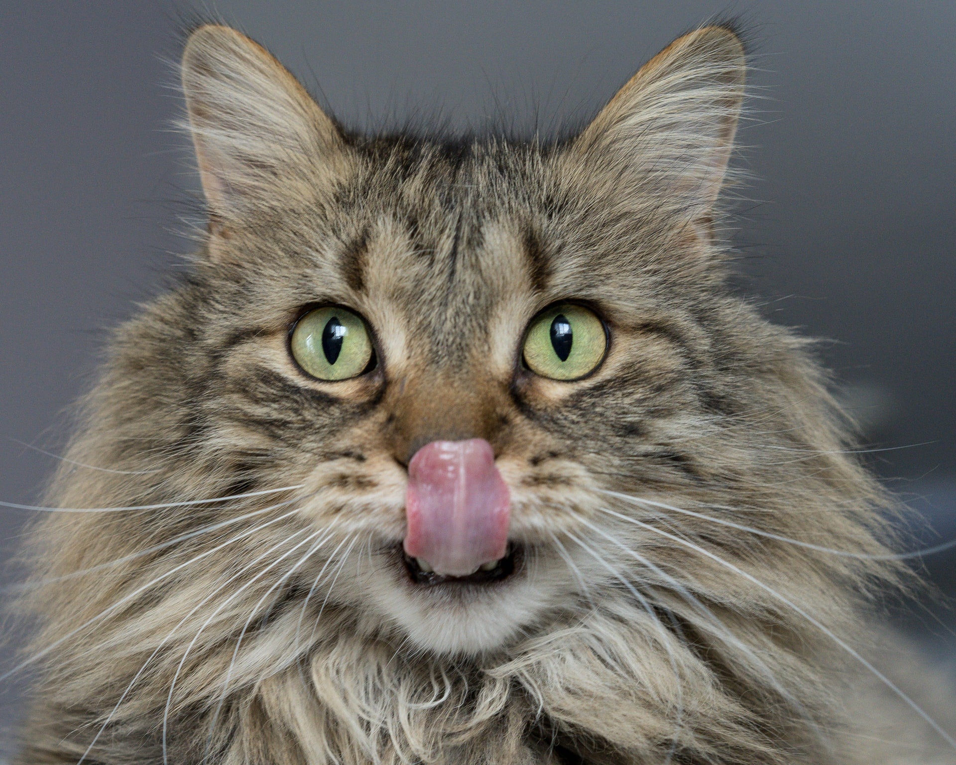 10 Foods You Should Never Feed Your Cat