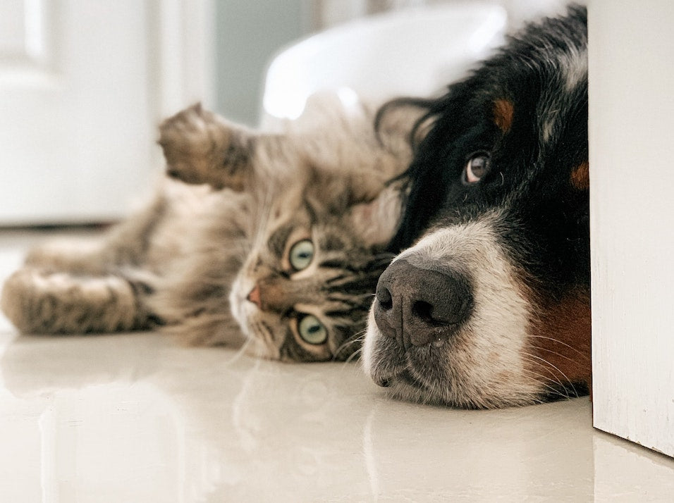Are Cats Smarter Than Dogs?