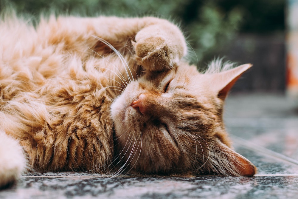 Home Remedies To Support Your Cat's Health