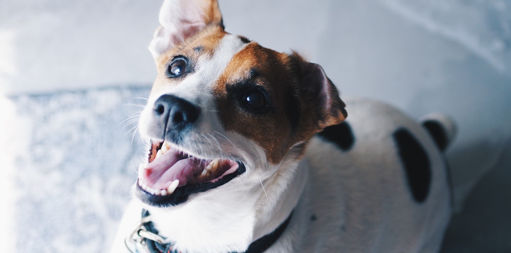 Advice From Dr. Lindsey: Should I brush my pet's teeth?