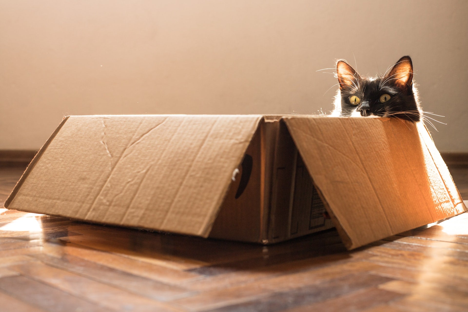 Why Do Cats Love Boxes So Much?