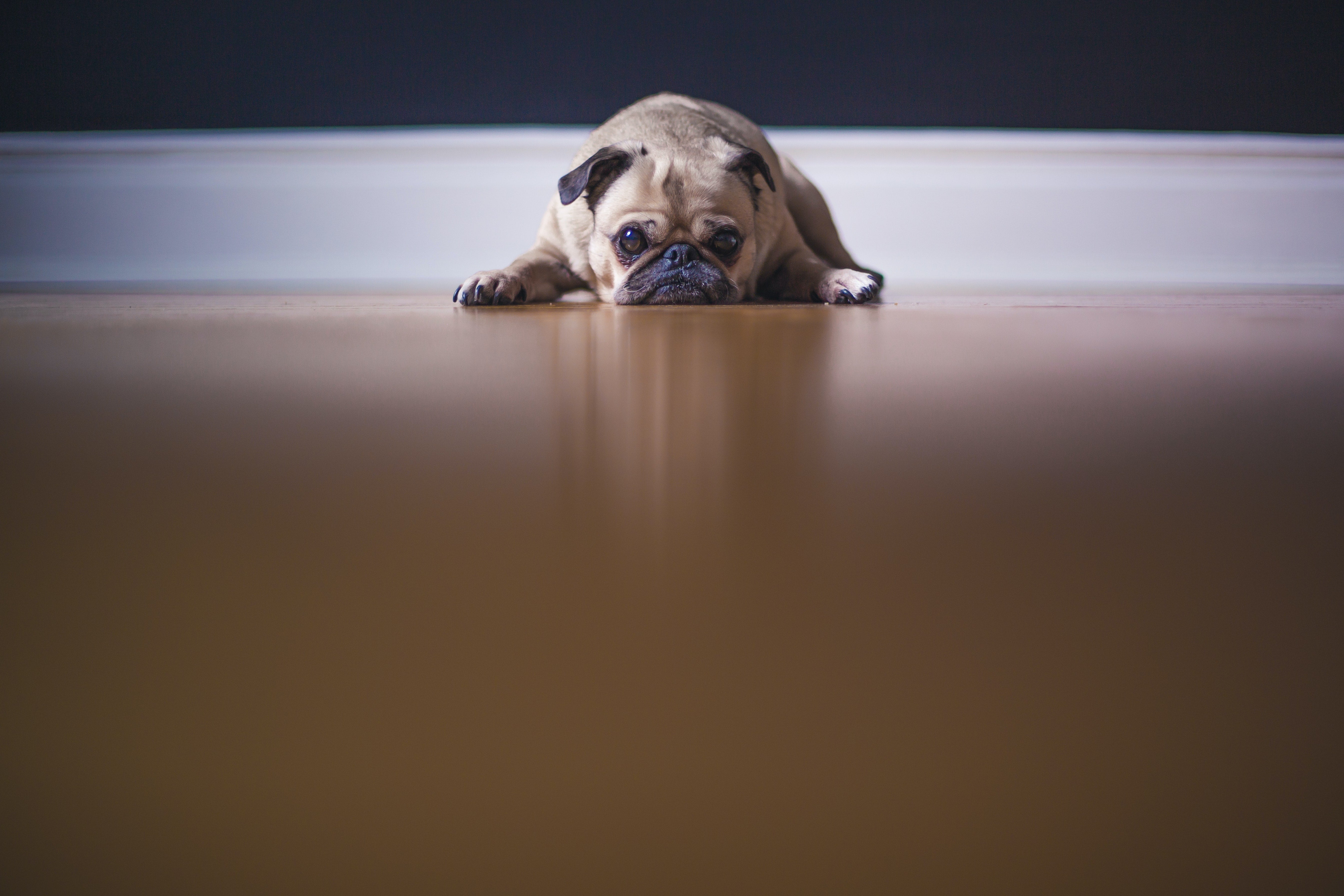 Dealing with Separation Anxiety in Dogs
