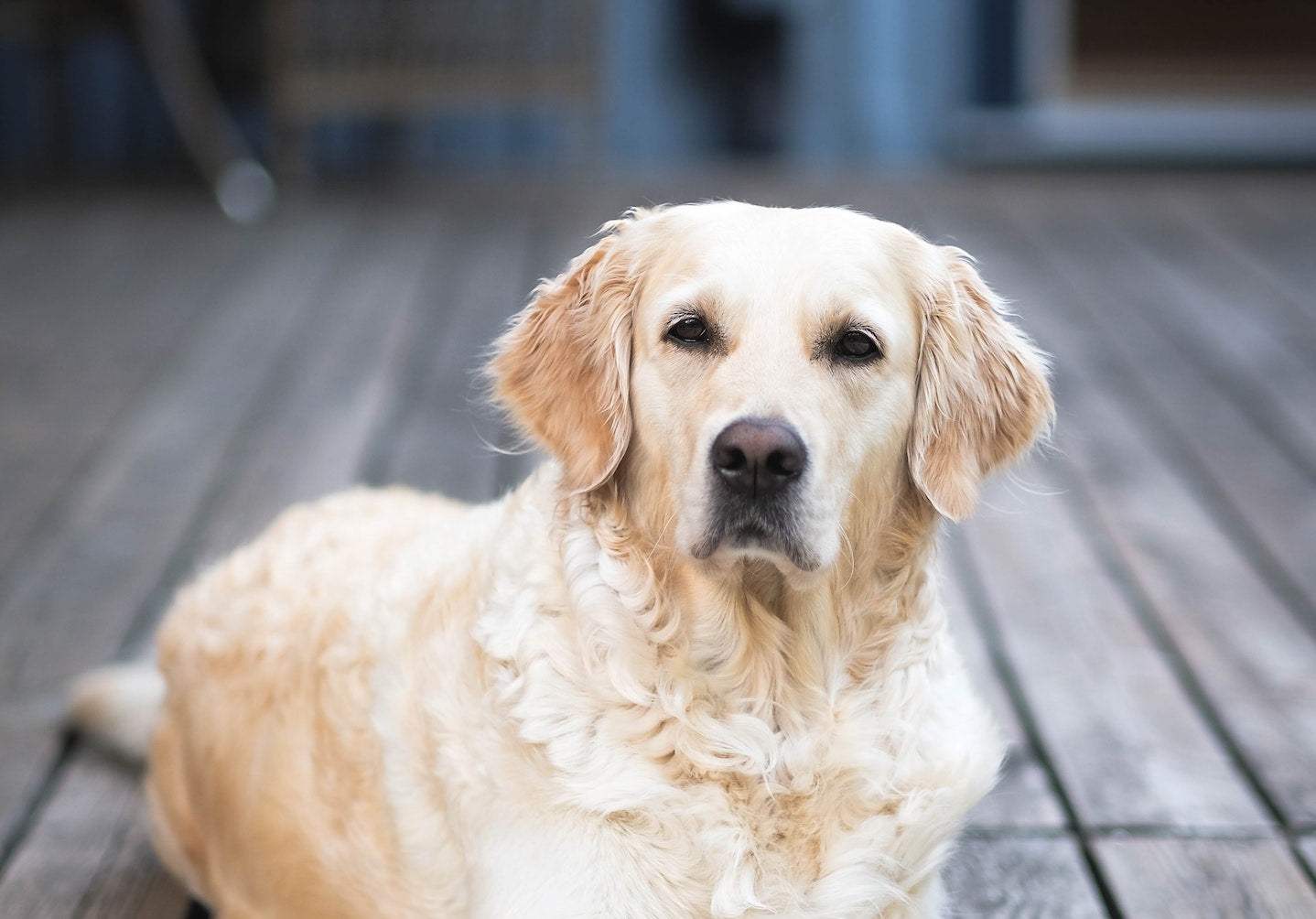 Common Eye Problems in Senior Dogs