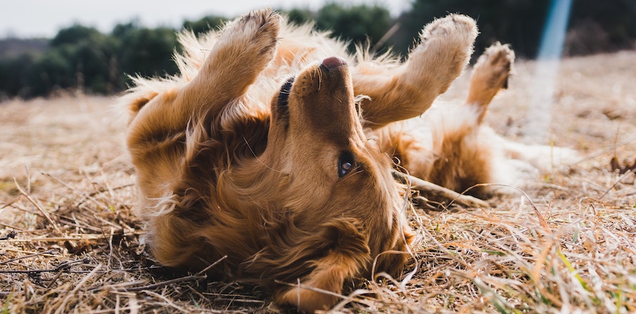 Advice from Dr. Lindsey: How to Address Itchy & Dry Skin