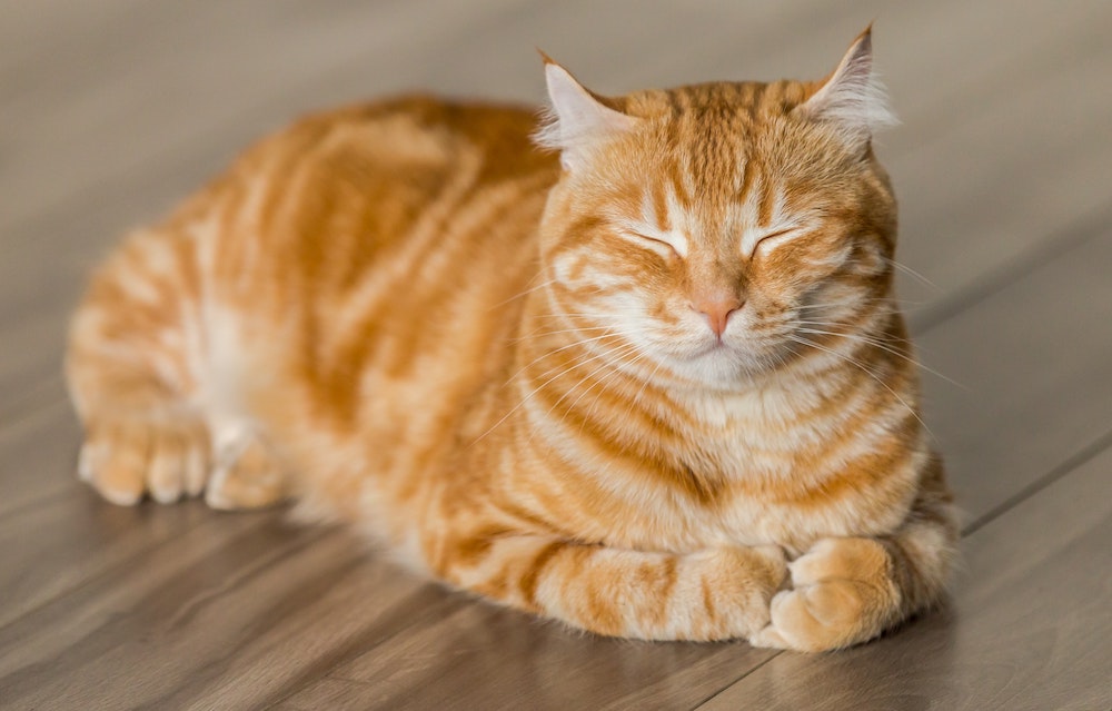 Advice From Dr. Lindsey: Feline Inappropriate Elimination
