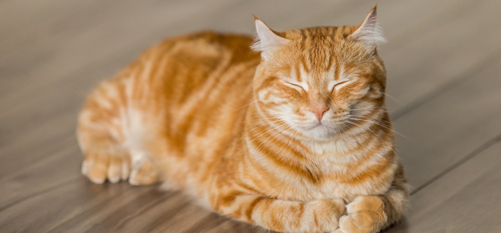 Advice From Dr. Lindsey: Why Do Cats Purr?
