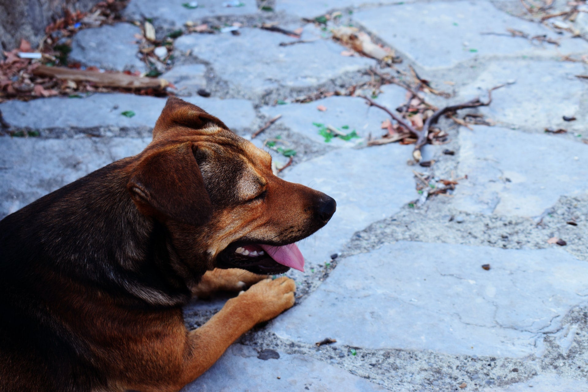 Nervous System Problems in Dogs