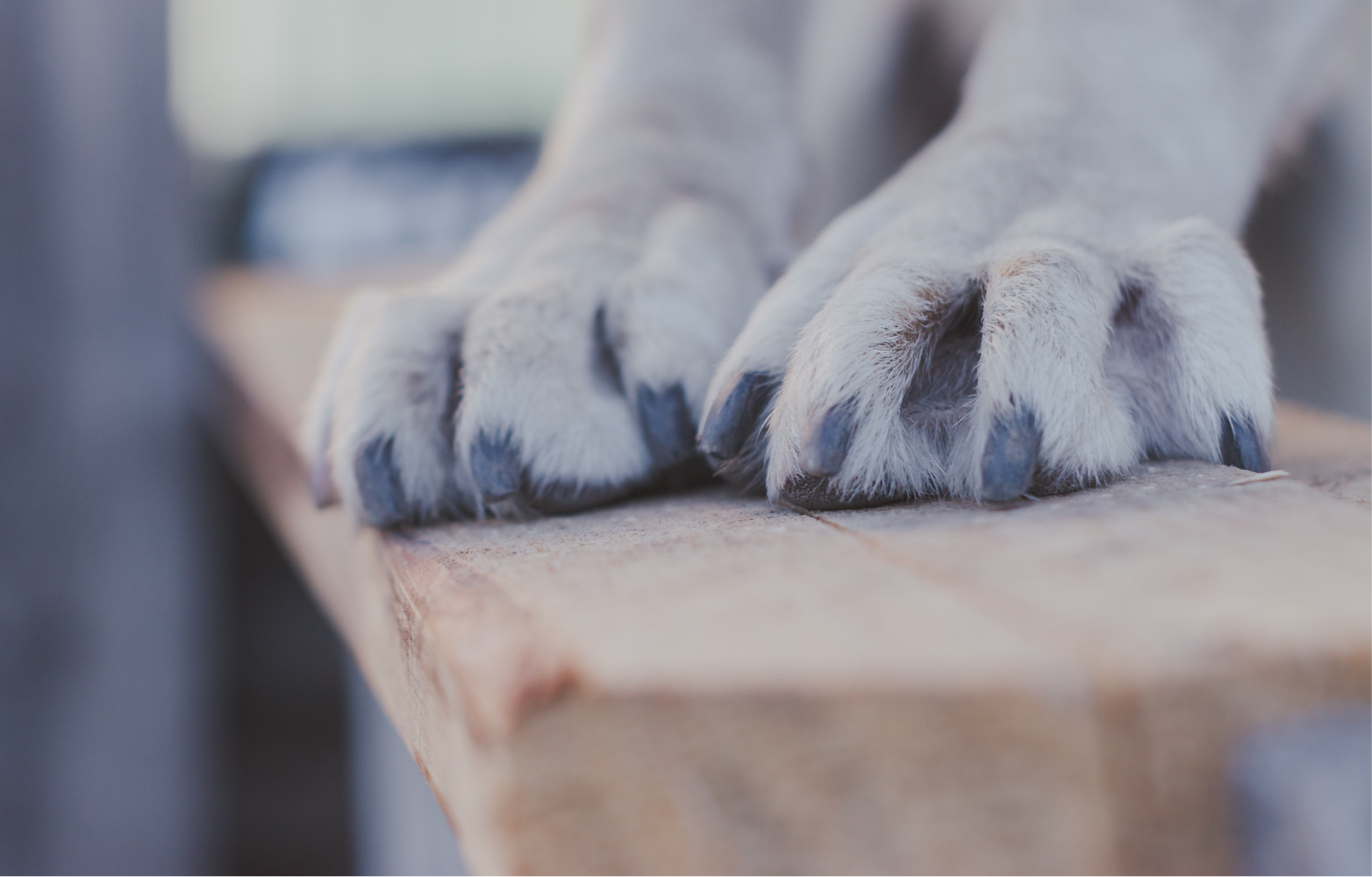 How to trim dog nails that are overgrown.