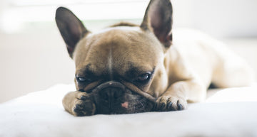 What To Do If Your Dog Eats Too Much