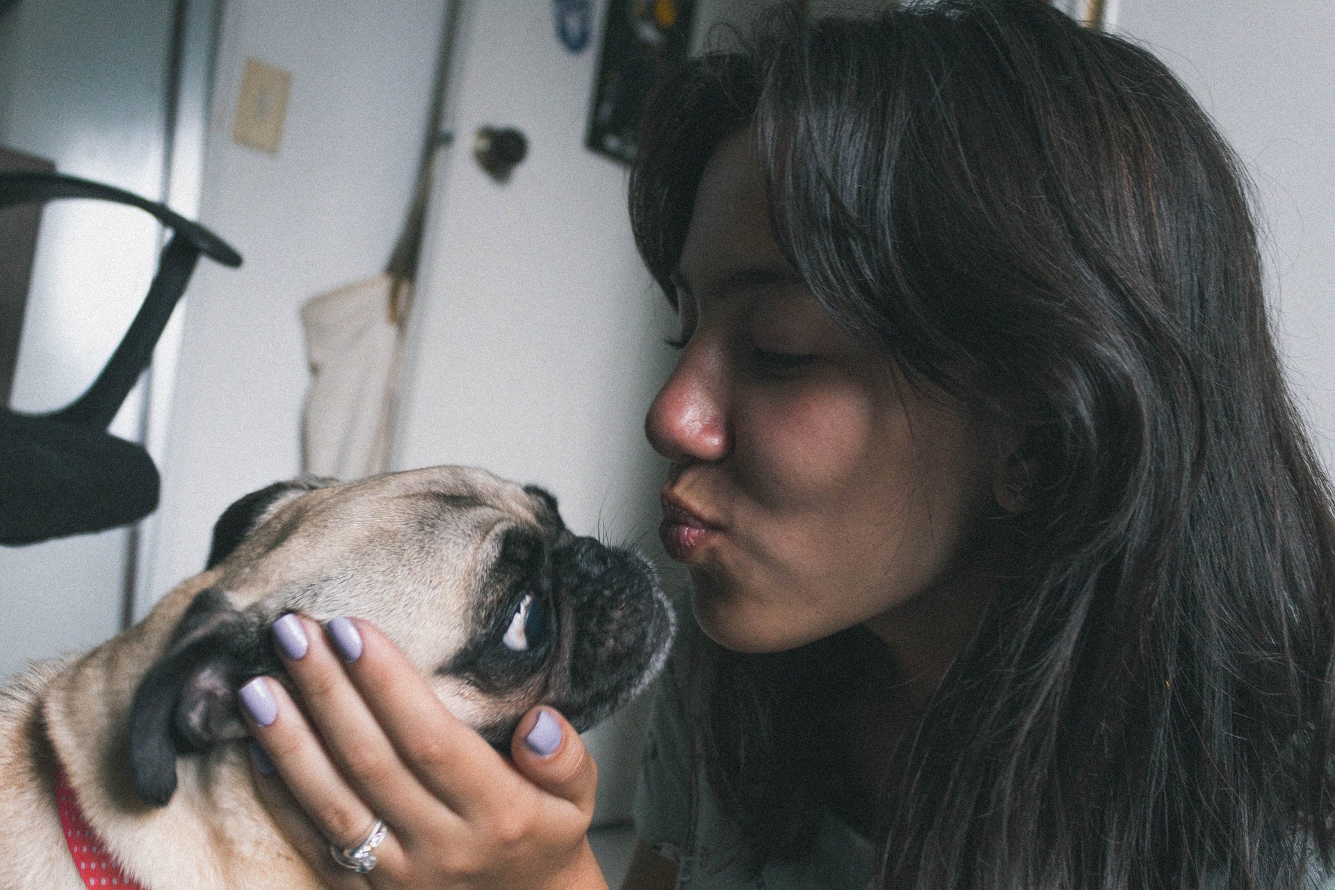 New Dog Adoption Checklist