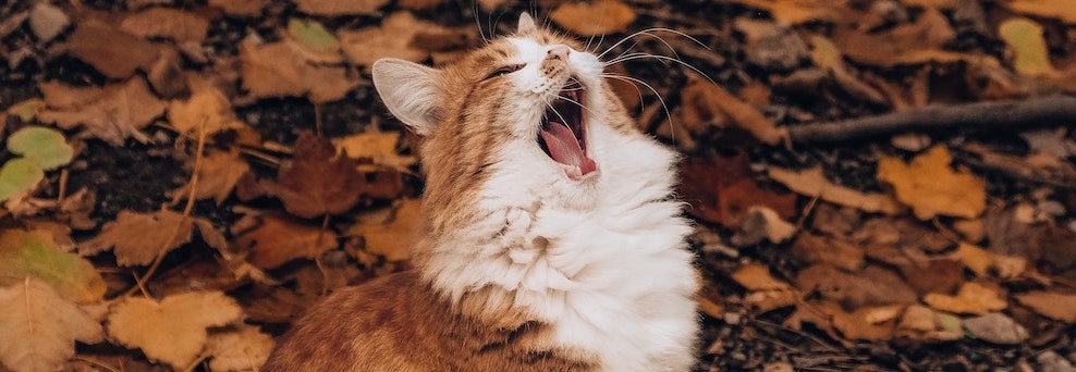 Can Cats Eat Pumpkin?