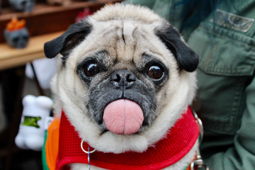 How Much Benadryl Can I Give My Dog? A Guide to Dosage and Alternatives blog featuring cute pug sticking out his tongue