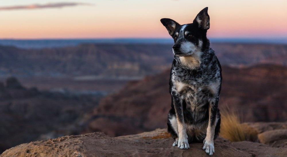 Choosing The Best Dog Flea And Tick Defense