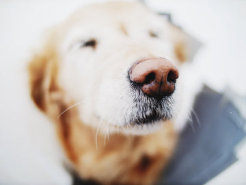 How Strong is Your Dog’s Sense of Smell?