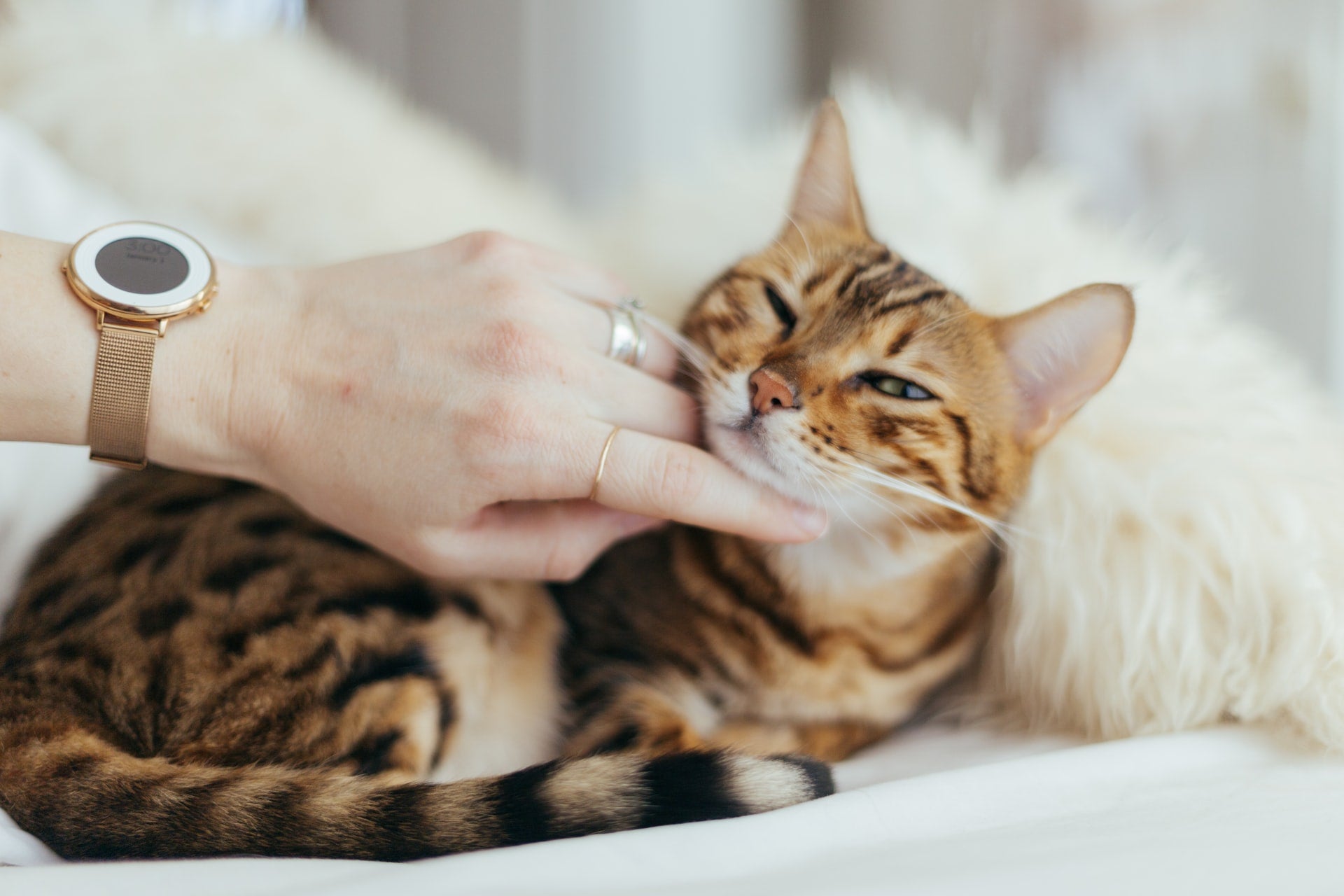 Can Indoor Cats Get Fleas?