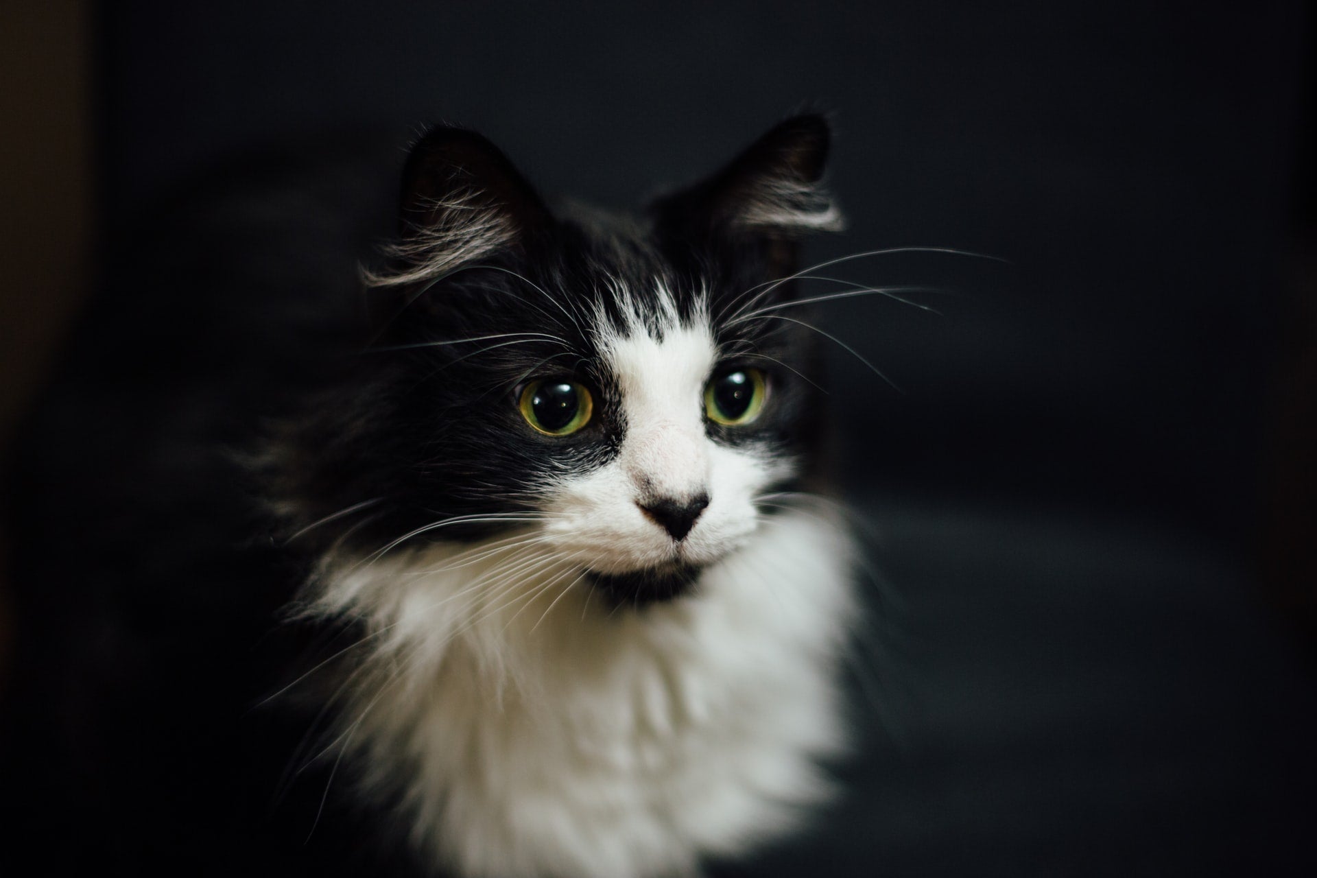 Is Your Cat Drooling? This Might Be Why.