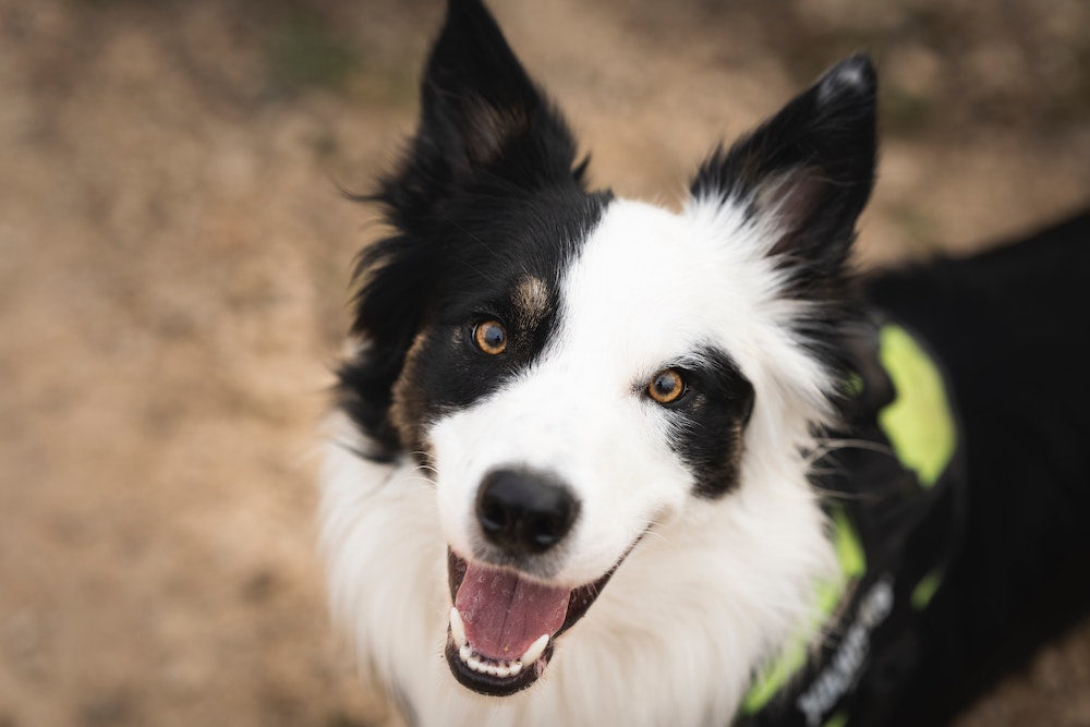 Advice From Dr. Chris: What To Do if Your Dog is Sneezing and Has a Runny Nose