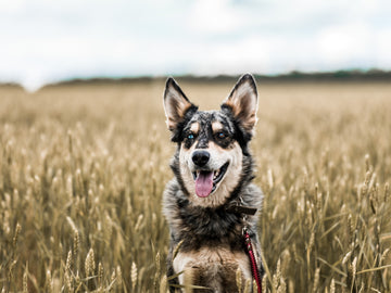 Glucosamine and Dogs: What Owners Should Know