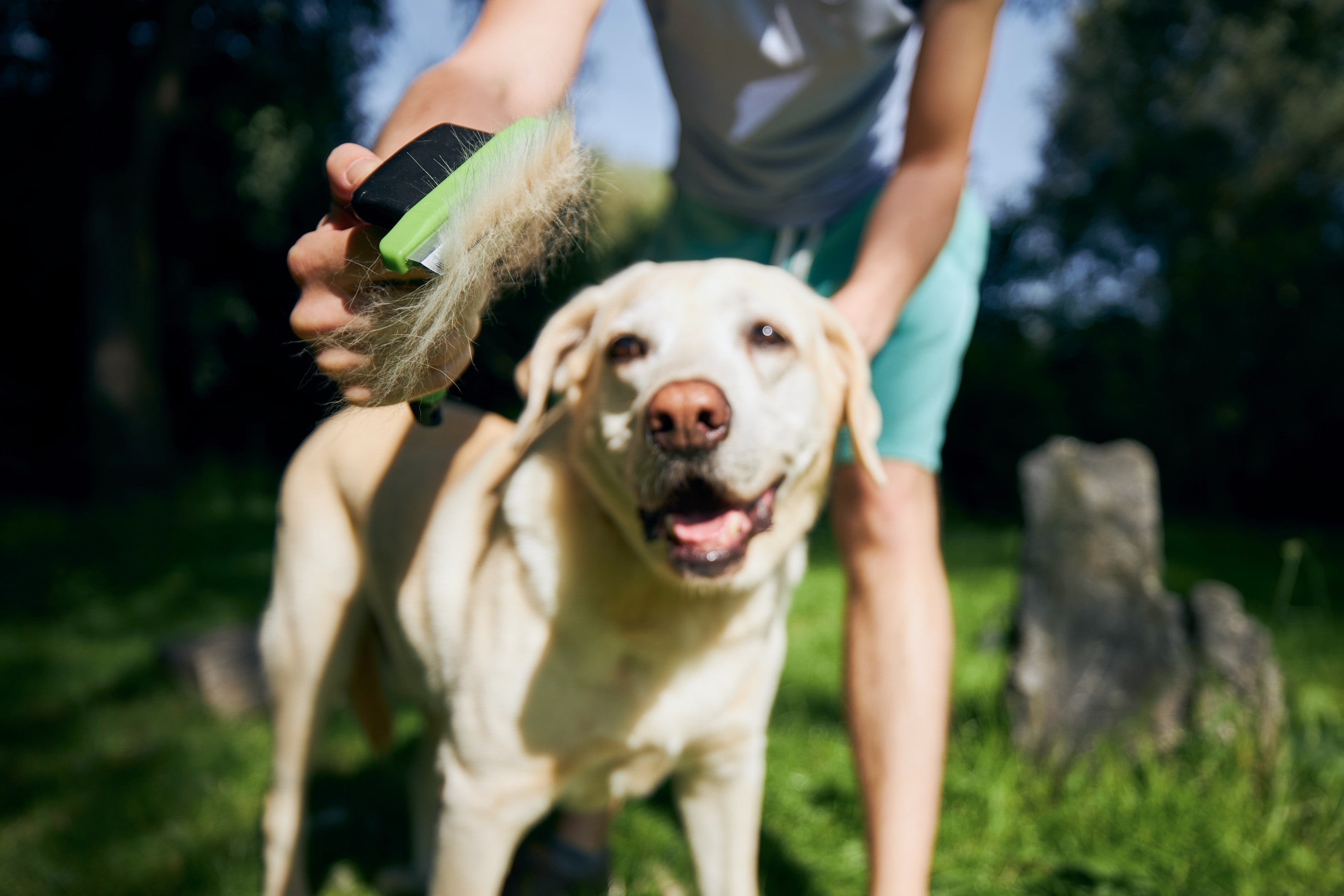 Can Supplements Help With Dog Shedding?