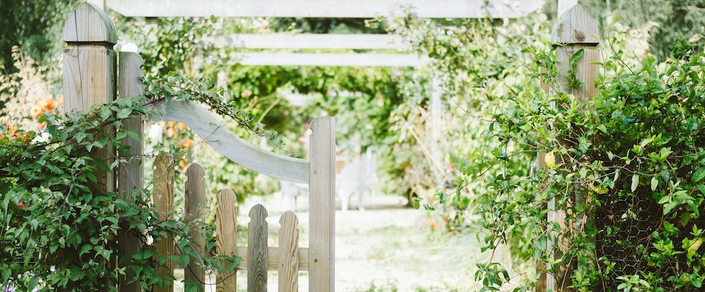 Our 9 Favorite Dog-Friendly Gardening Tips