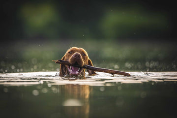 Dog Parasites: Prevention and Treatment