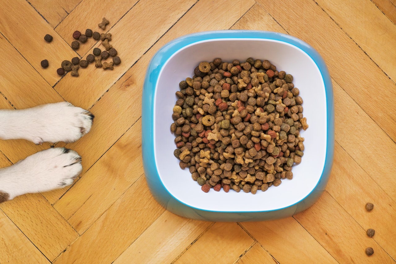 Helping Your Dog Transition to New Food