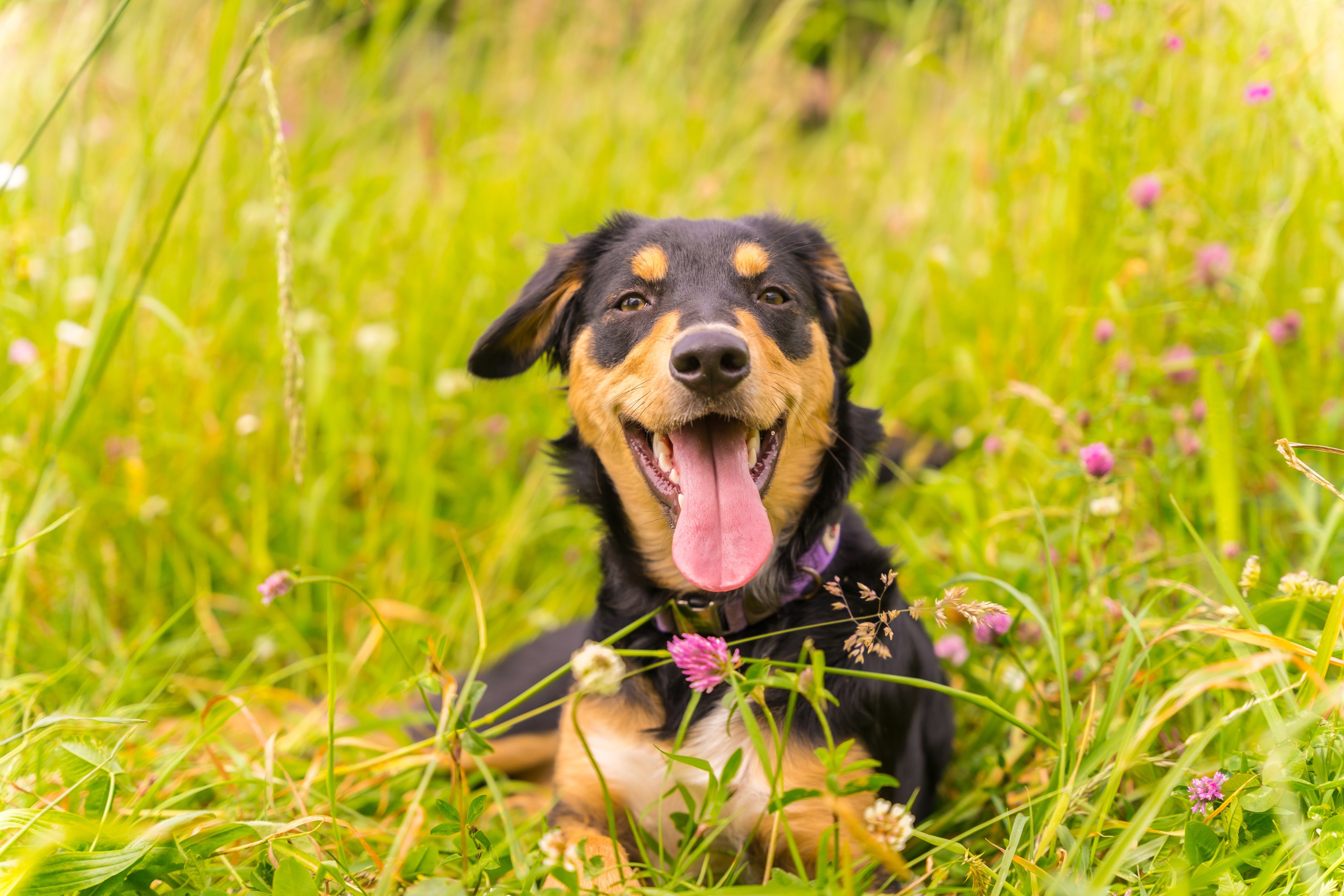 Salmon Oil for Dogs: Benefits, Dosage, and Top 4 Products for a Healthier Pup