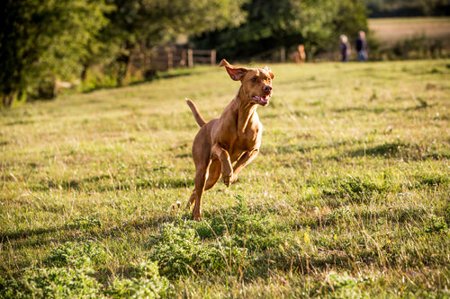 6 Benefits of Adding Joint Supplements to Your Dog’s Routine