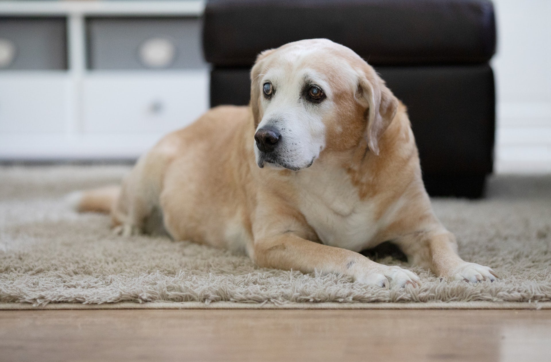 5 Tips for Adopting a Senior Dog